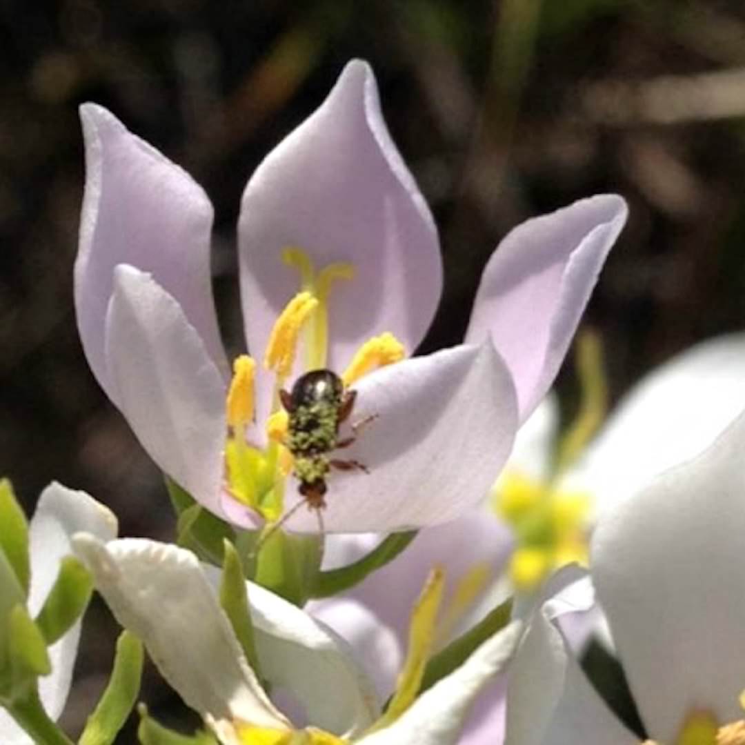 Pollen limitation and reproductive assurance in a fragmented landscape