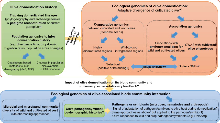Origins and domestication of the olive
