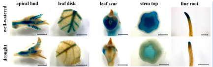 Tissue- and cell-specific cytokinin activity in poplar under drought
