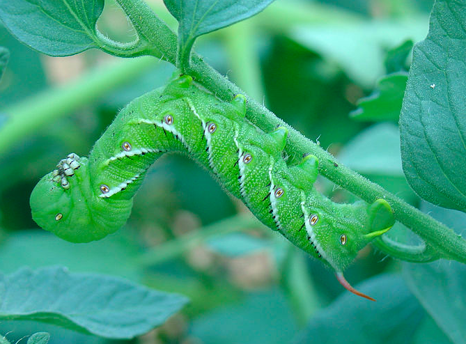 Induced Resource Partitioning: Effects of Mycorrhizae and Herbivory