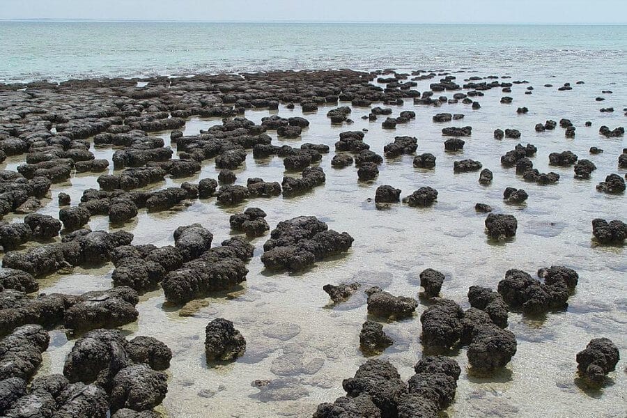 Brand new 3.7 billion years old stromatolites