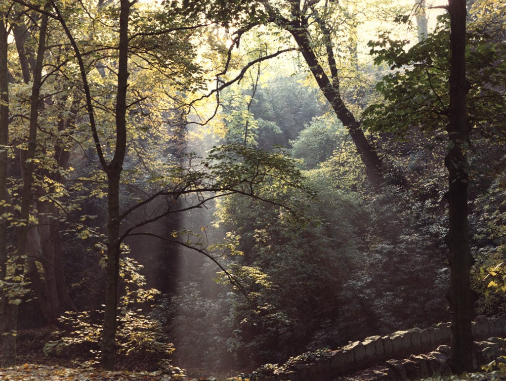 Plant happiness equation: People + Trees = :)