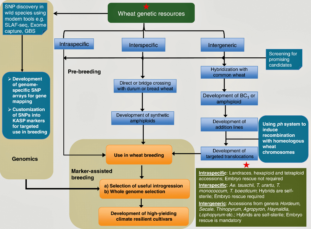 Wheat genetic resources: Progress and challenges in genomics