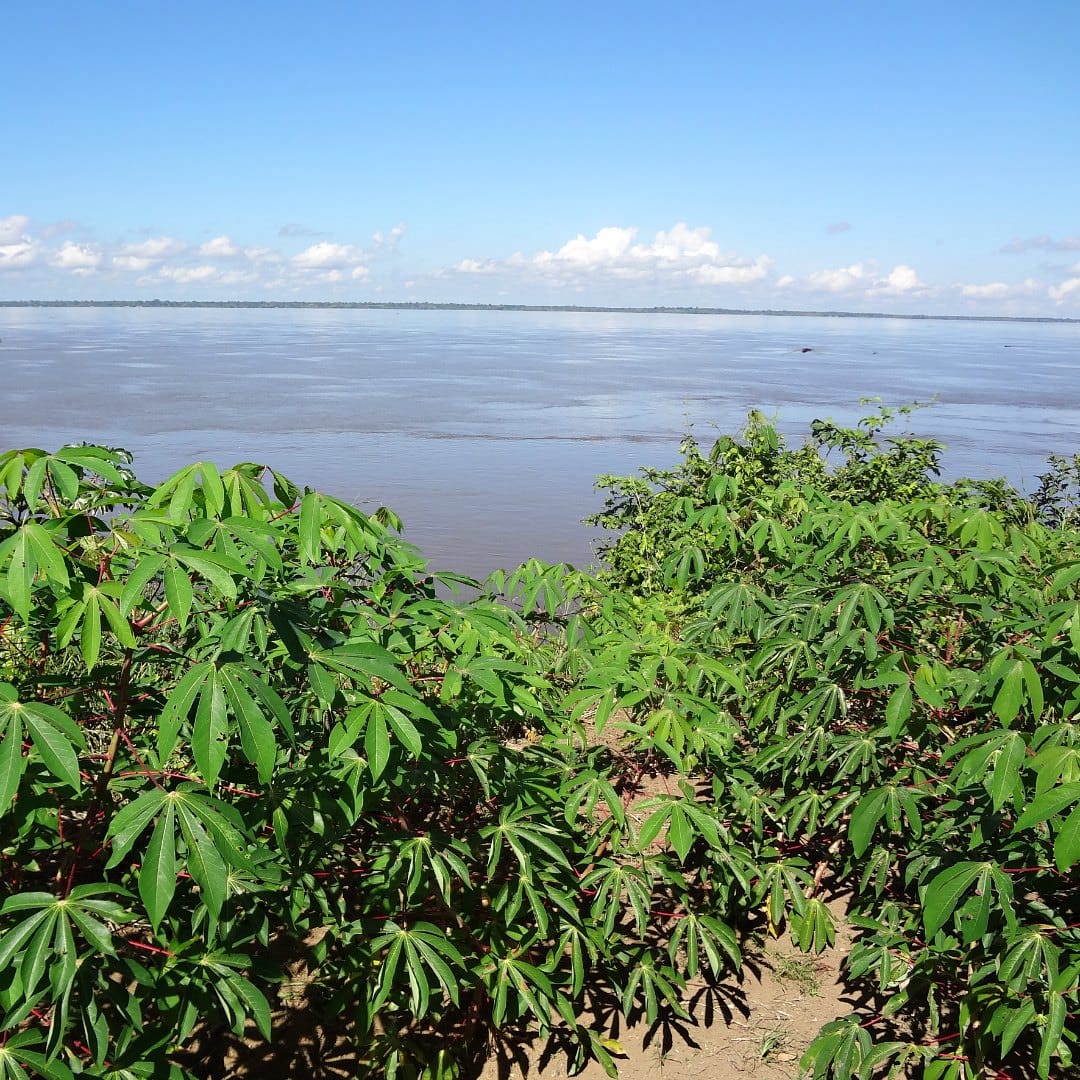 Genetic diversity and dispersal of manioc in Amazonia