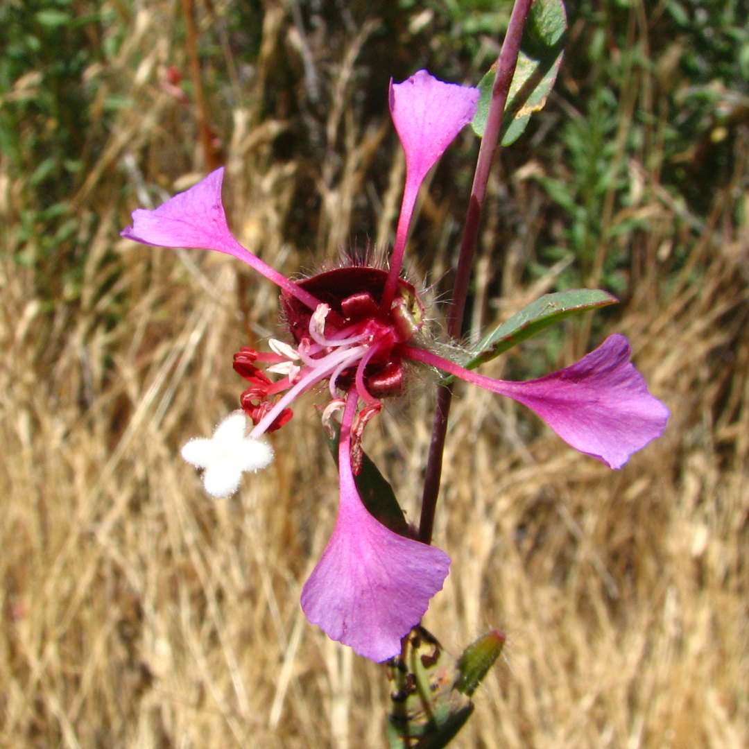 Evolution of mating system, life history, and photosynthetic physiology in Clarkia