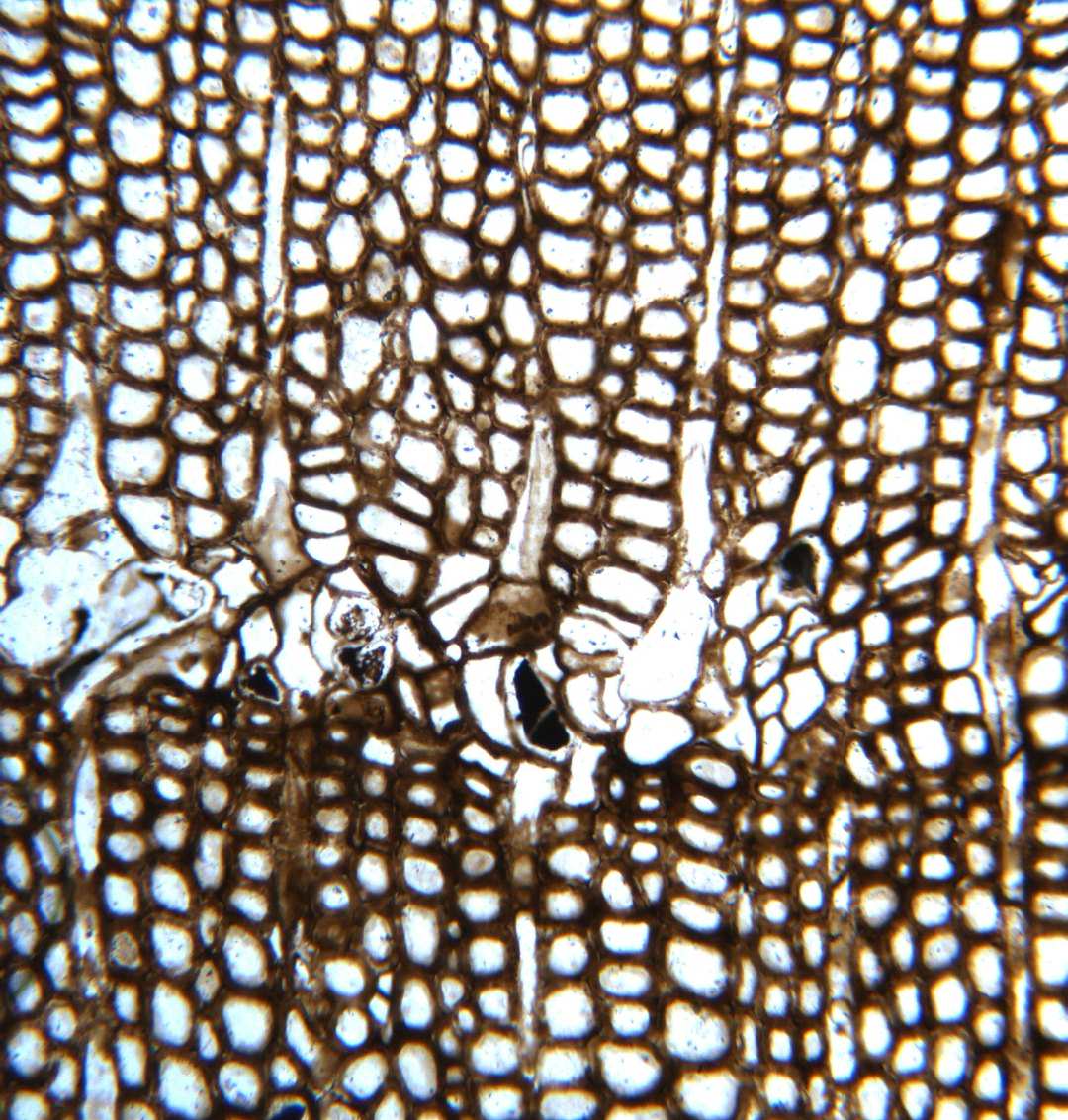 New insights into the biology of high-latitude Mesozoic trees