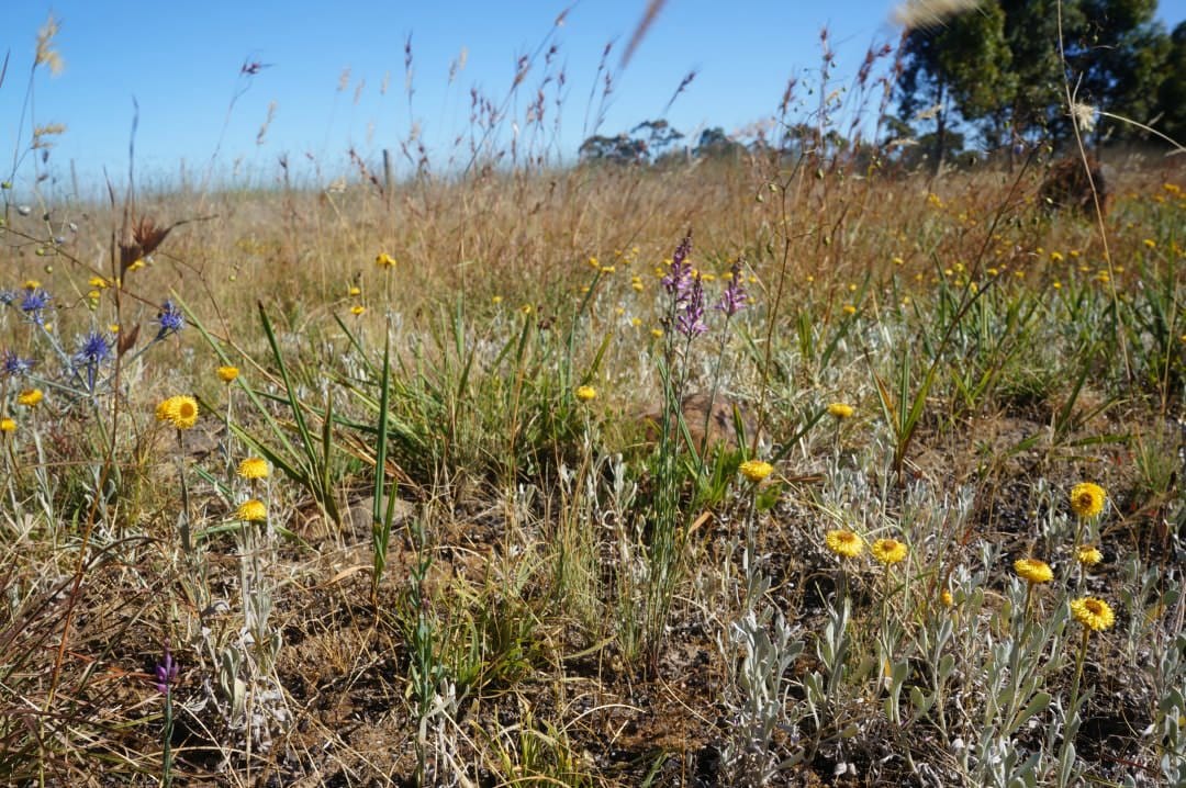 Native species respond differently to nitrogen addition and disturbance