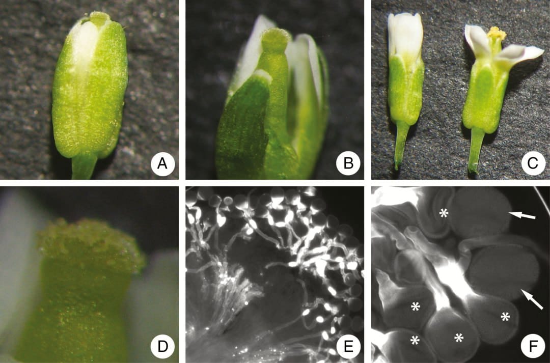 Effect of aperture number on pollen performance in Arabidopsis thaliana