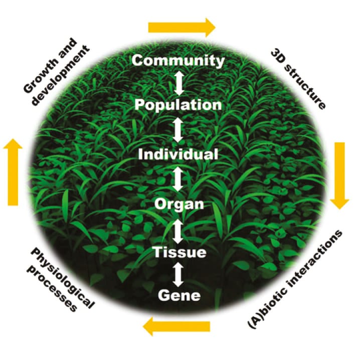 Advancing plant science through functional-structural plant (FSP) modelling