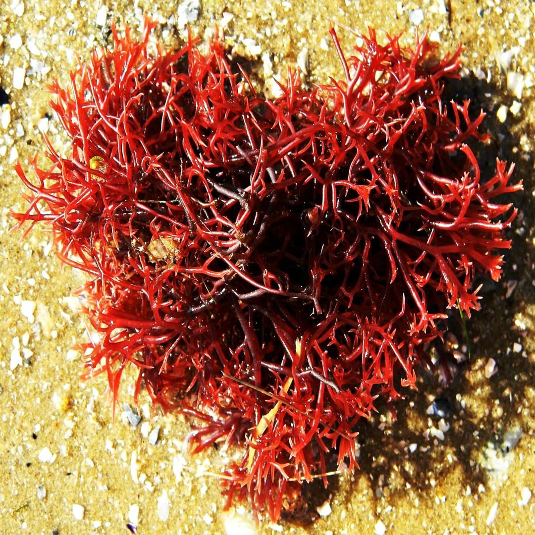 Seaweeds for a “broken heart”