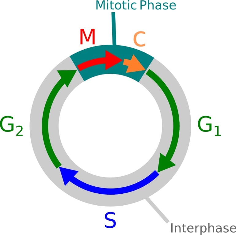 Diagram showing the common stages of the cell cycle.