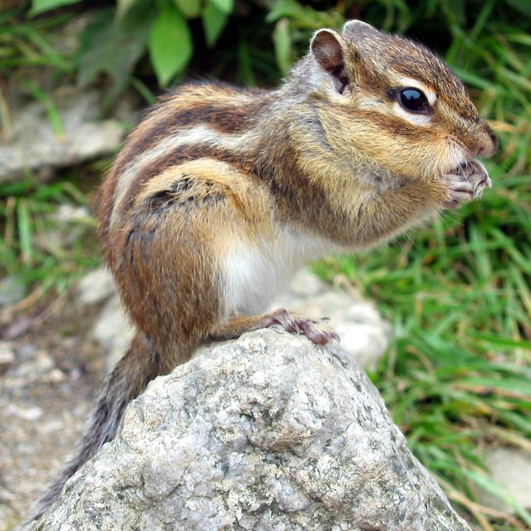 Do Oaks Encourage the Baby-Eating Chipmunks of China?