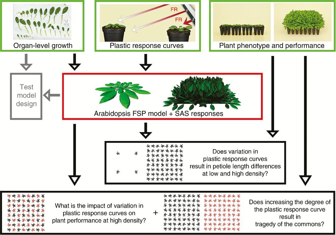 Subtle variation in shade avoidance responses has profound consequences for plant competitiveness