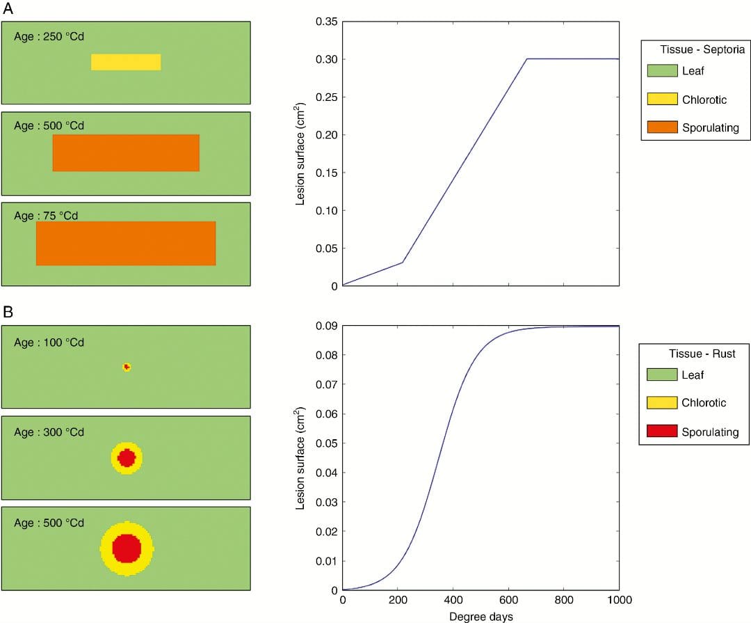 Modelling interaction dynamics between two foliar pathogens in wheat: a multi-scale approach