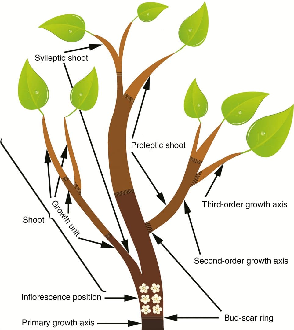 A novel approach to verification and validation of functional–structural plant models