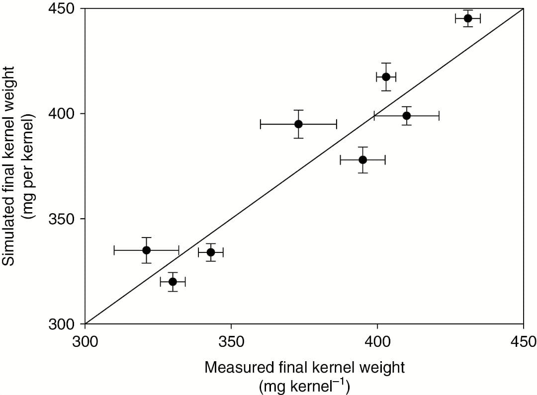 Modelling individual kernel filling-processes with source–sink interactions