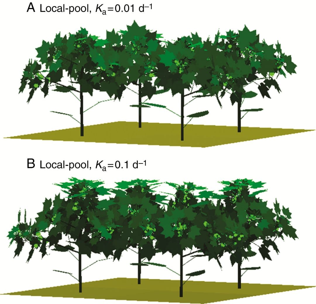 A network of phytomers in cotton