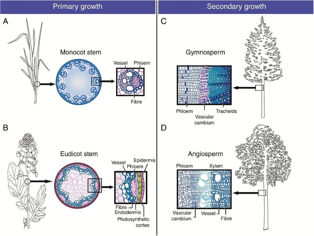 The cell biology of secondary cell wall biosynthesis