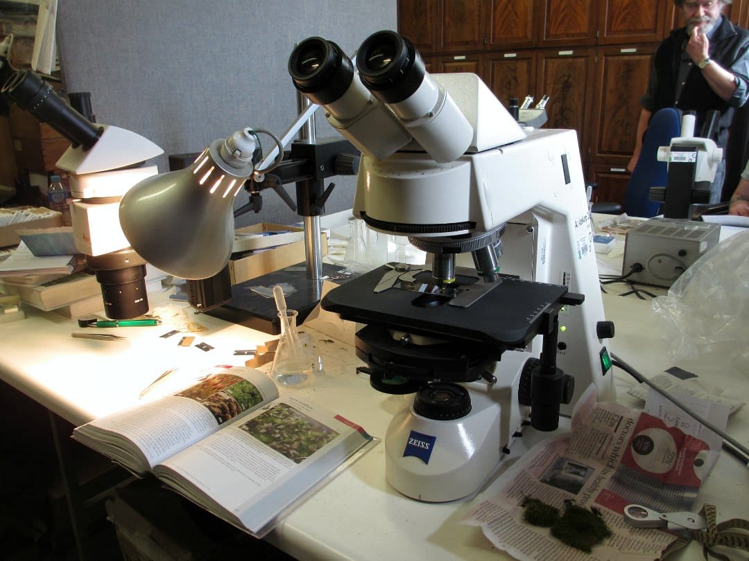 Identifying mosses in the lab