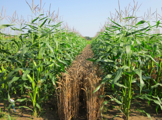 Maize nutrient uptake and photosynthesis in intercropping