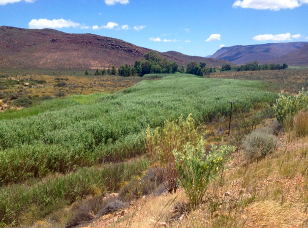 Expansive reed populations – alien invasion or disturbed wetlands?