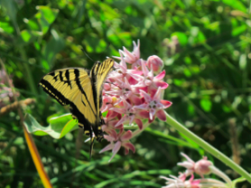Seed dormancy and germination vary within and between species of milkweeds