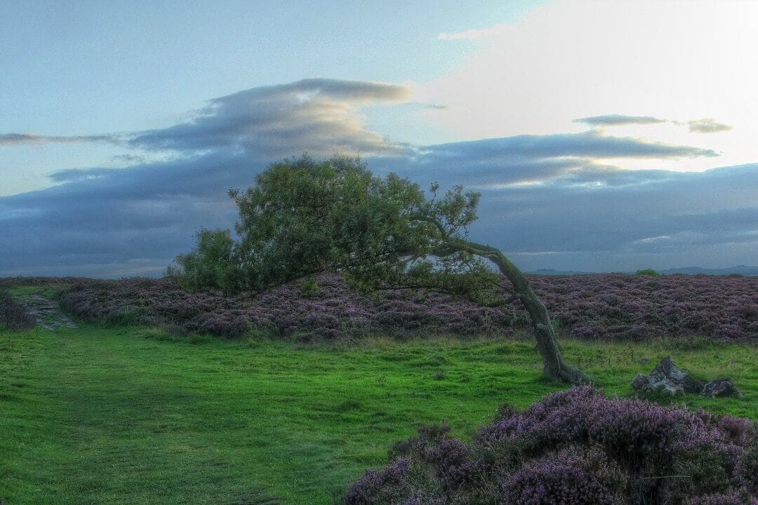 Flexure wood is not a single tool for coping with wind strain