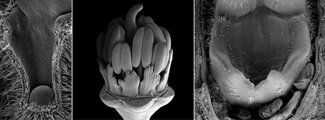 Nectaries of three species of the Geraniales