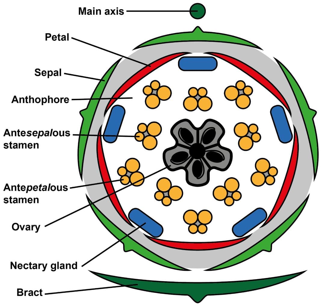 implified floral diagram of a Geranium species