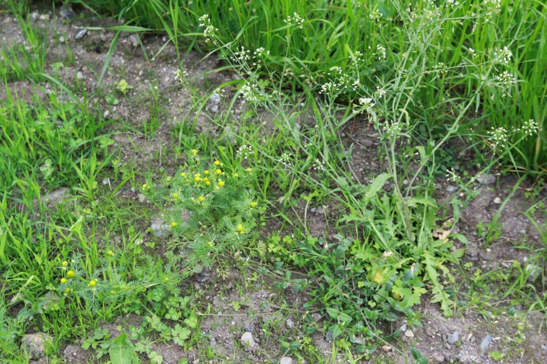 Mating system, ploidy and competition in Capsella species