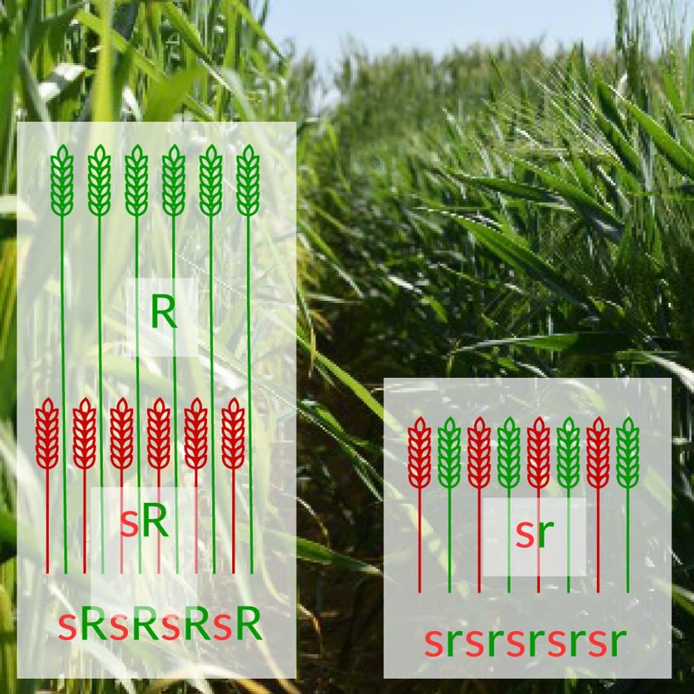 Splash dispersal and disease resistance in mixtures of cultivars with contrasting height