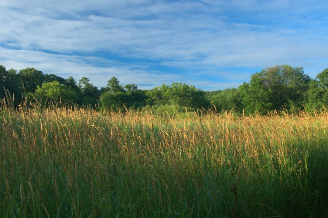 A reassessment of the genome size – invasiveness relationship in reed canary grass