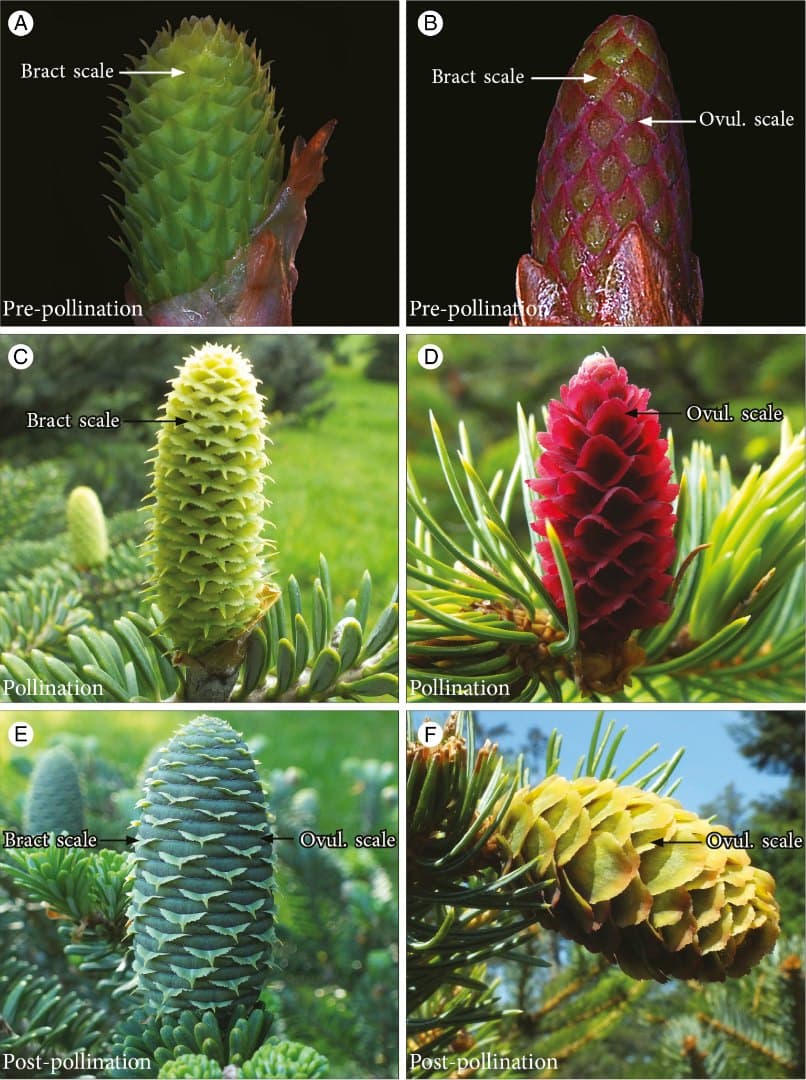 Why are the seed cones of conifers so diverse at pollination?