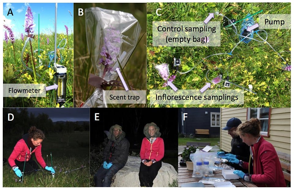 Scent sampling in the field: not so easy! 