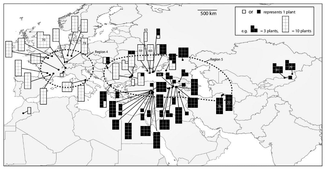 Geographic population structure in an outcrossing plant invasion after centuries of cultivation and recent founding events