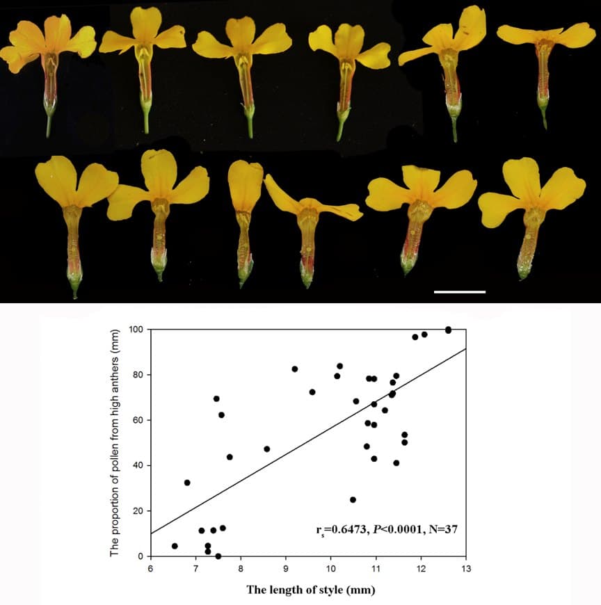 Variation in the degree of reciprocal herkogamy affects the degree of legitimate pollination in a distylous species, Primula chungensis