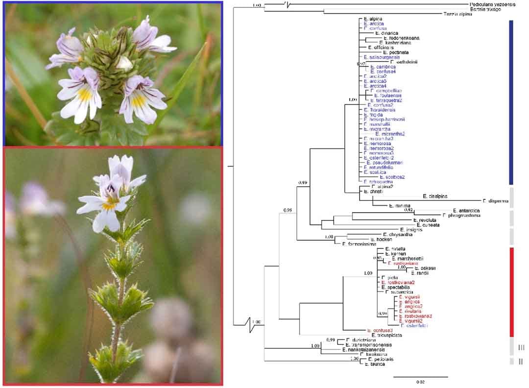 Identifying evolutionary patterns in complex plant groups with DNA barcoding
