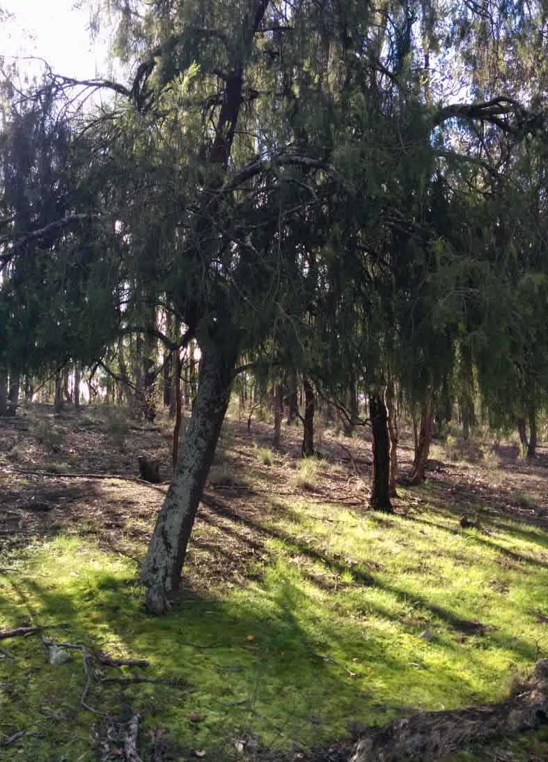 Rarity and nutrient acquisition relationships before and after prescribed burning in an Australian box-ironbark forest