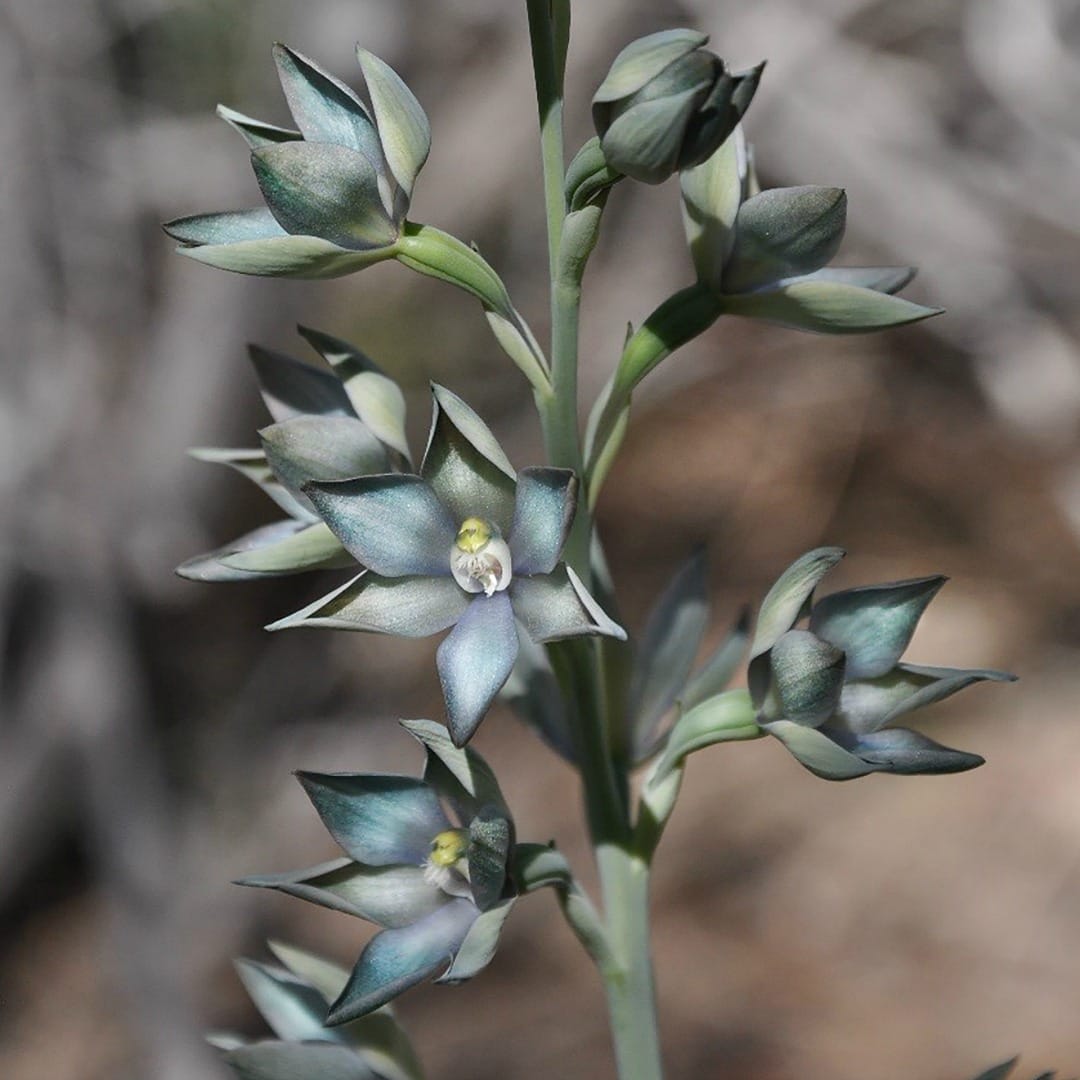 The secret to conserving an endangered orchid is in the soil