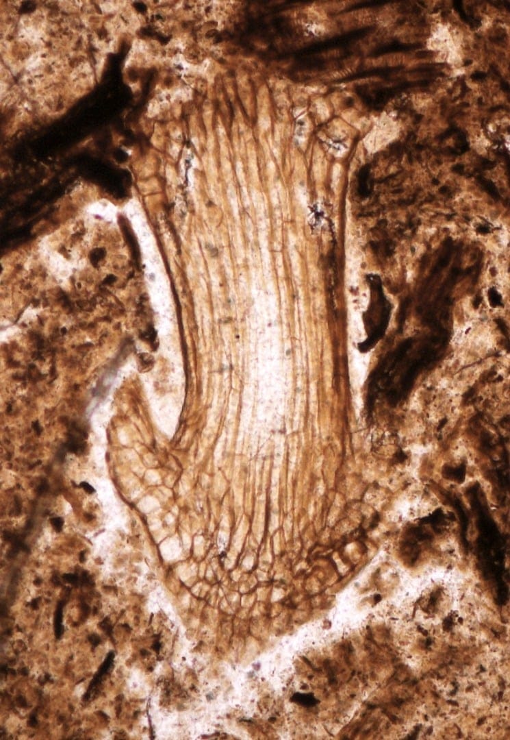 Exquisitely preserved tiny fossils are key for understanding moss evolution