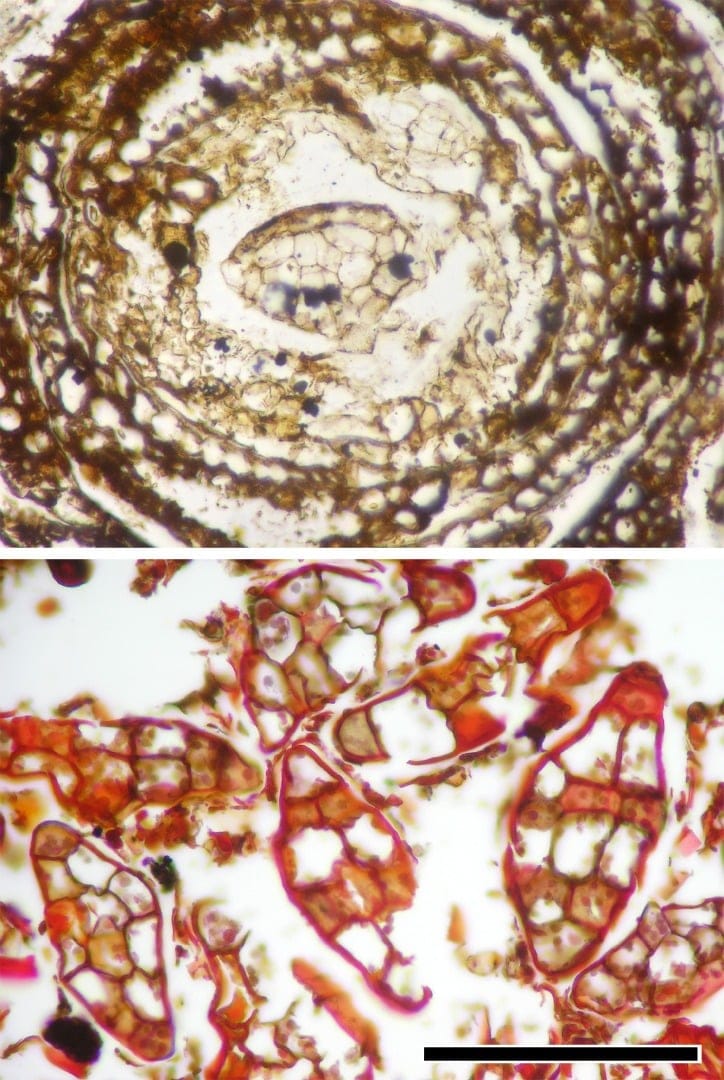 Structures for asexual reproduction (gemmae