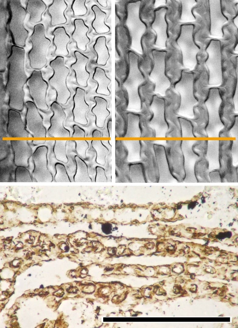 Individual cell walls