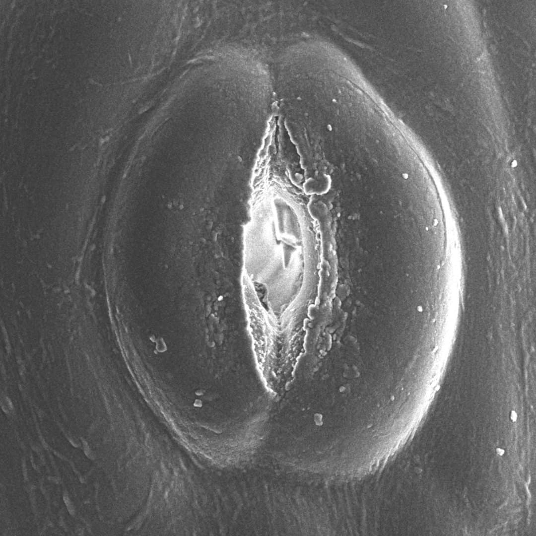 Hornwort stomata are not actively regulated