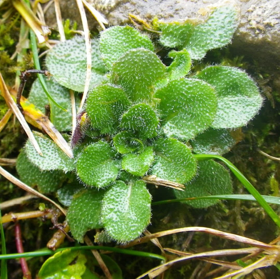 Altitudinal differentiation in water-repellency of bud-wrapping leaves