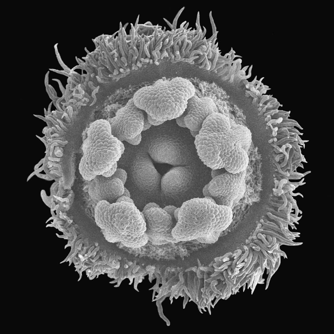 Floral morphogenesis in Camptotheca