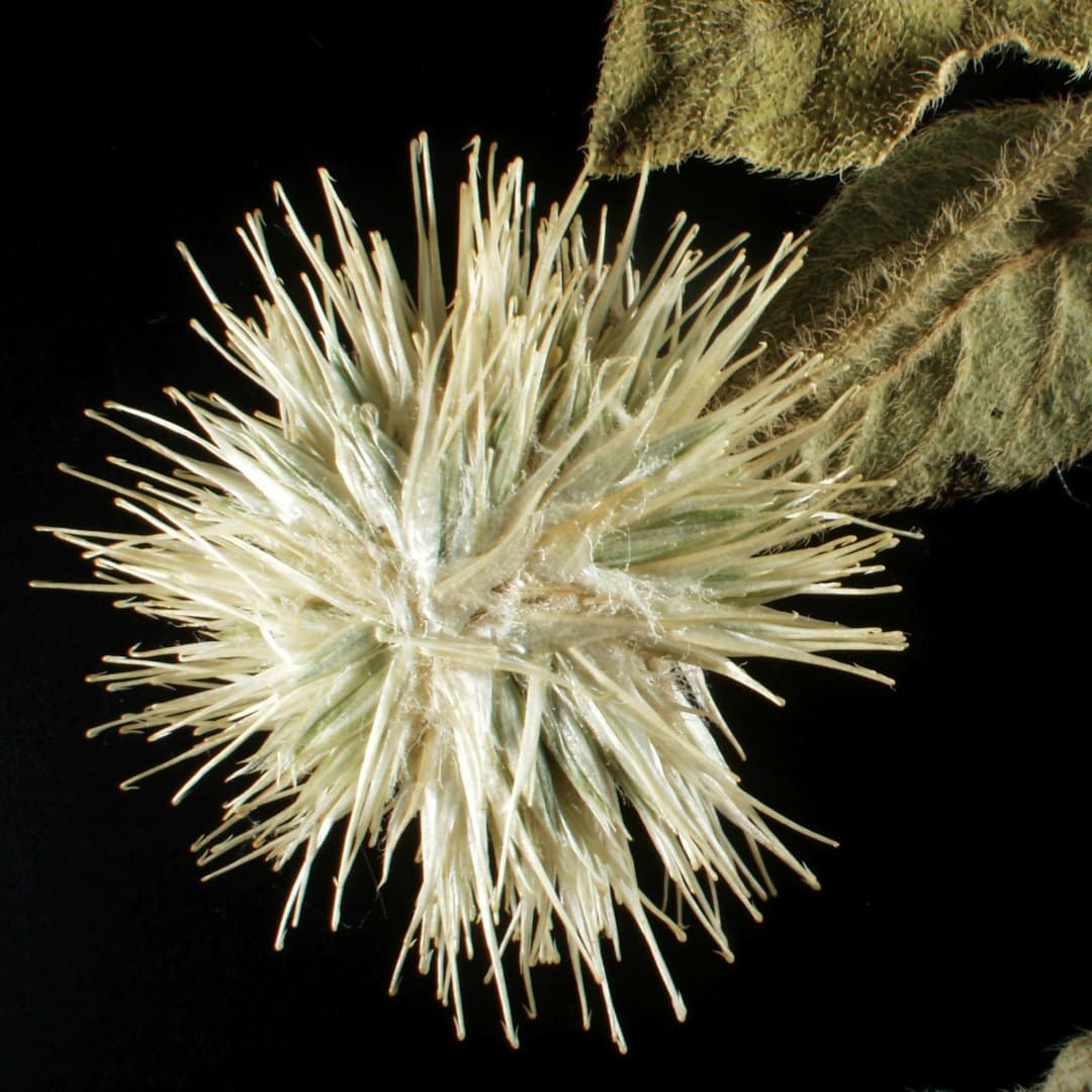 Epizoochory and diversification of the Achyranthoids (Amaranthaceae)