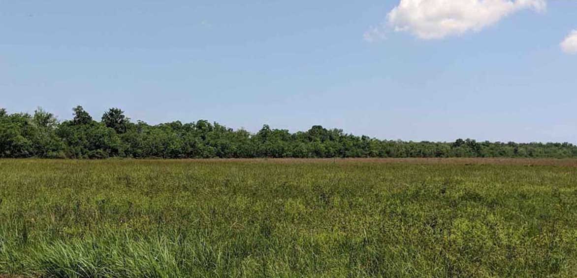 Coastal prairie in Texas