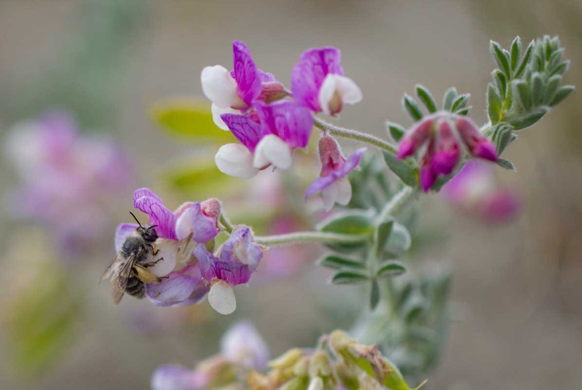 The potential for phenological mismatch between a perennial herb and its ground-nesting bee pollinator