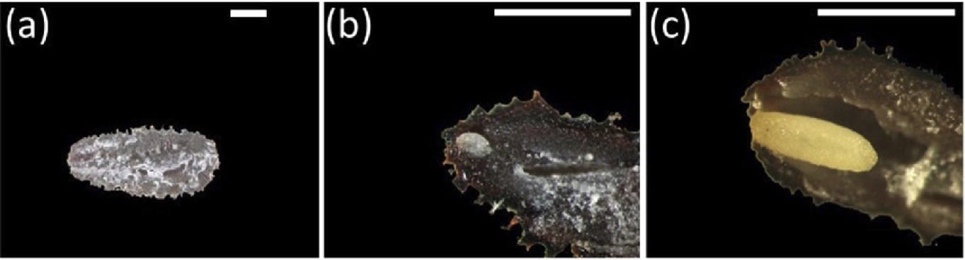 Seed dormancy regulates germination response to smoke and temperature in a rhizomatous evergreen perennial