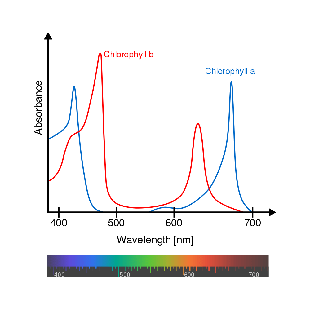 Chlorophyll ab spectra